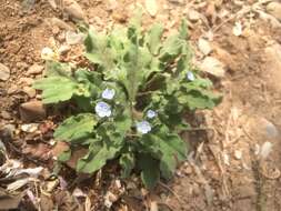 Image of Bothriospermum chinense Bunge