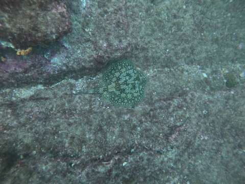 Image of Tumbes Round Stingray