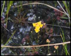 Image of Fringed Bladderwort