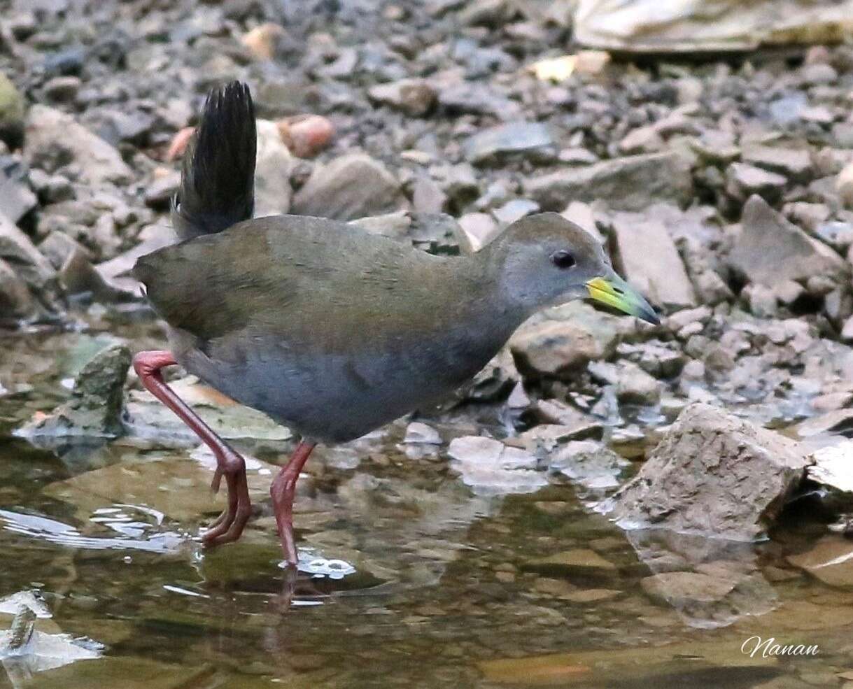 Image of Brown Crake