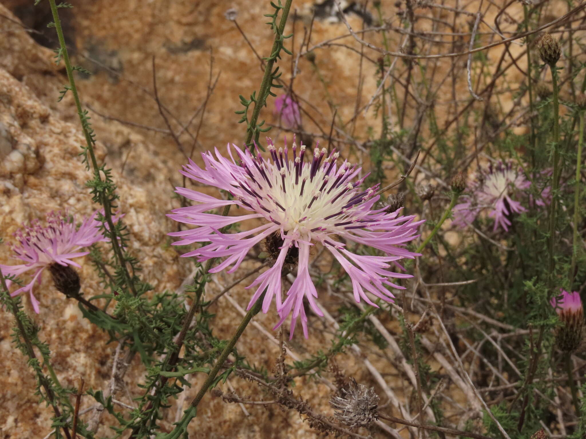 Image of Plectocephalus cachinalensis (Phil.) N. Garcia & Susanna