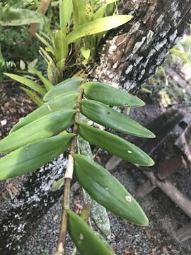 Image of Epidendrum fulgens Brongn.