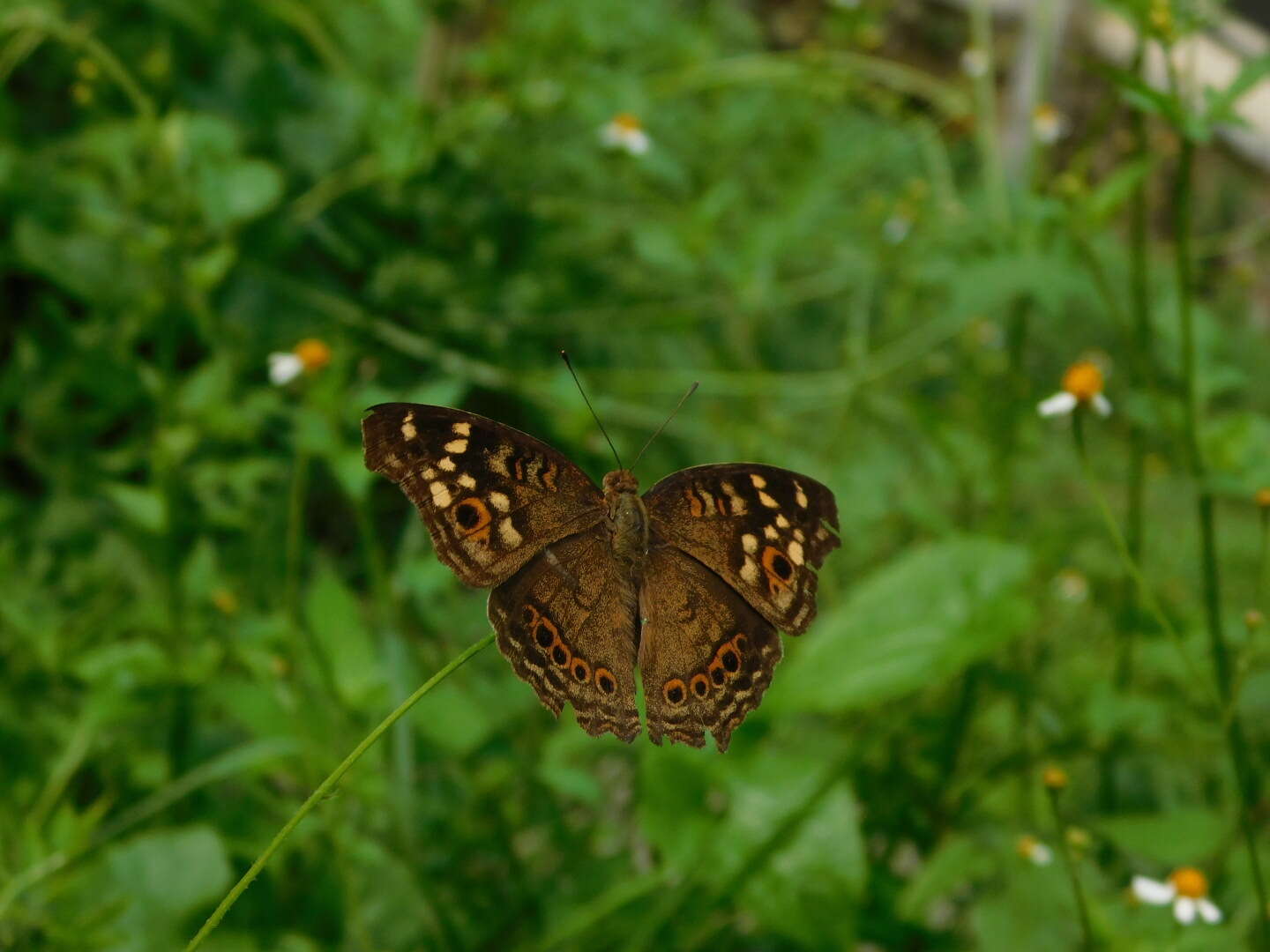 Image of Junonia erigone Cramer 1779