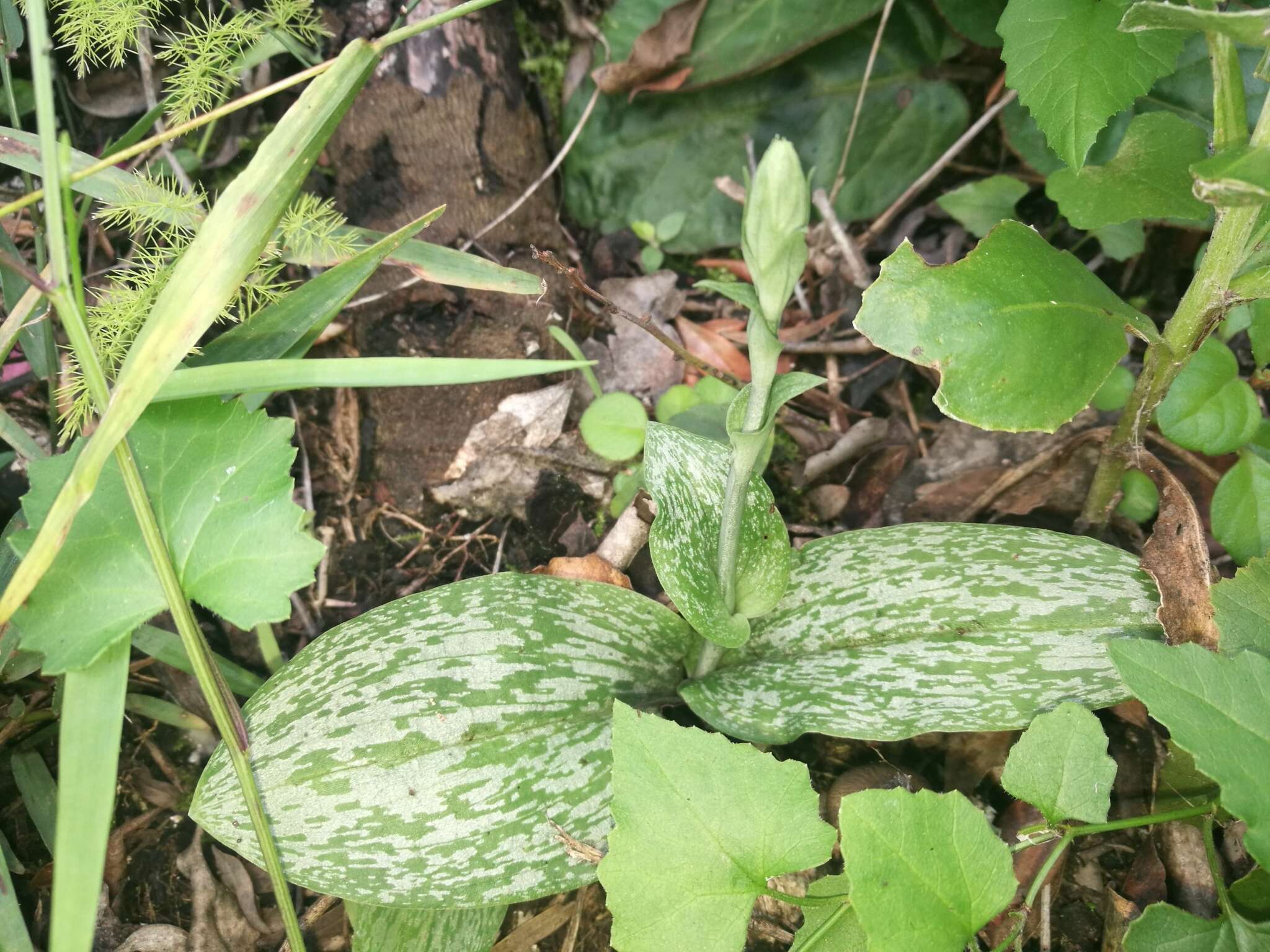 Image de Habenaria arenaria Lindl.