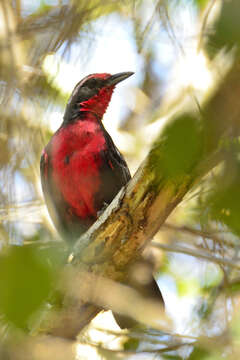 Image of Rhodinocichla Hartlaub 1853