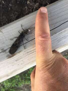 Image of American Salmonfly