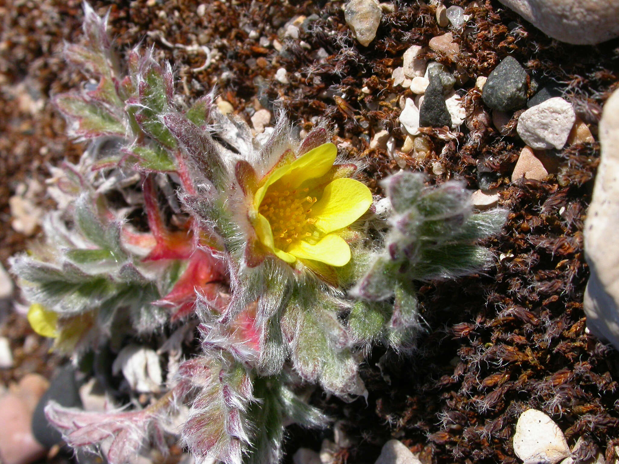 Image of pretty cinquefoil