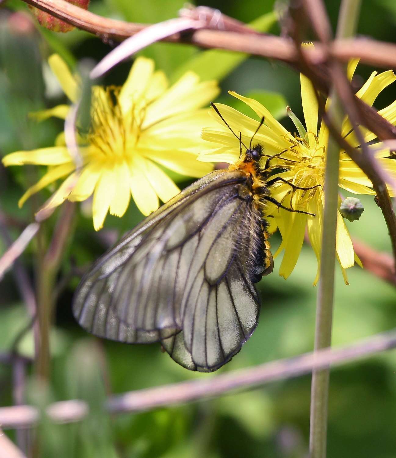 Plancia ëd Parnassius glacialis Butler 1866