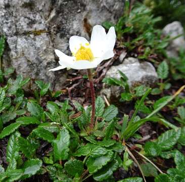 Imagem de Dryas octopetala L.