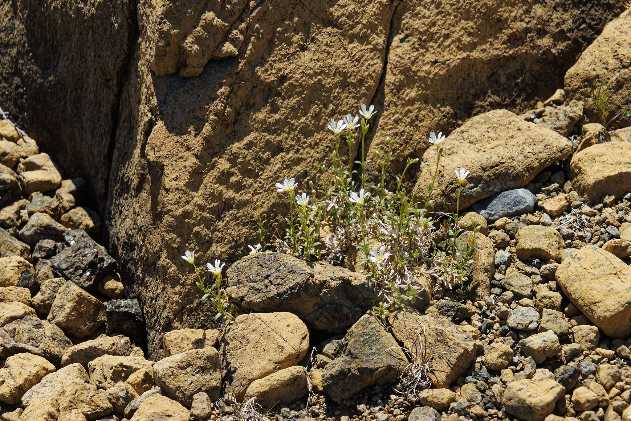 Image of mouse-ear chickweed