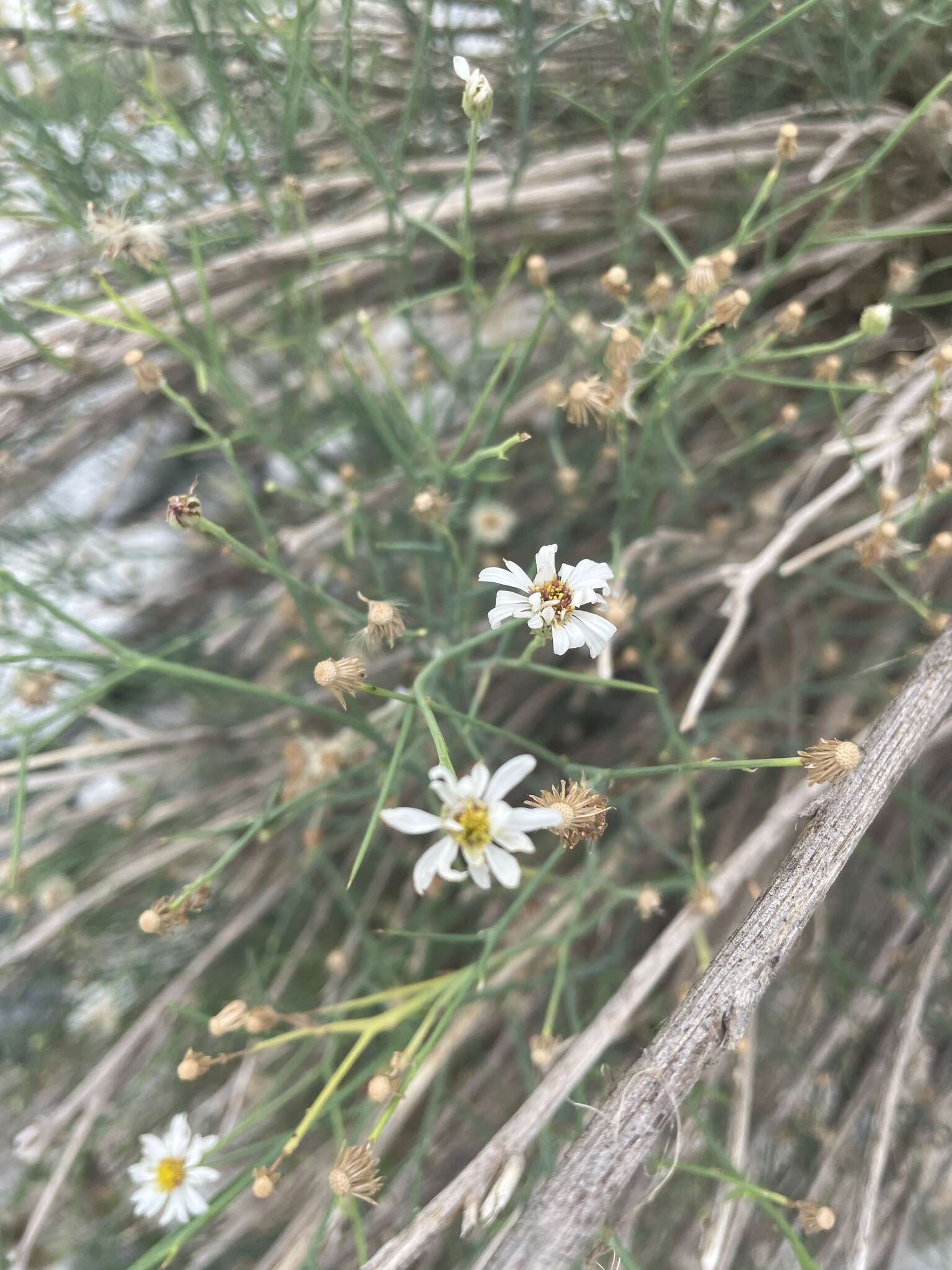 Image of Chloracantha spinosissima (Brandegee) Nesom