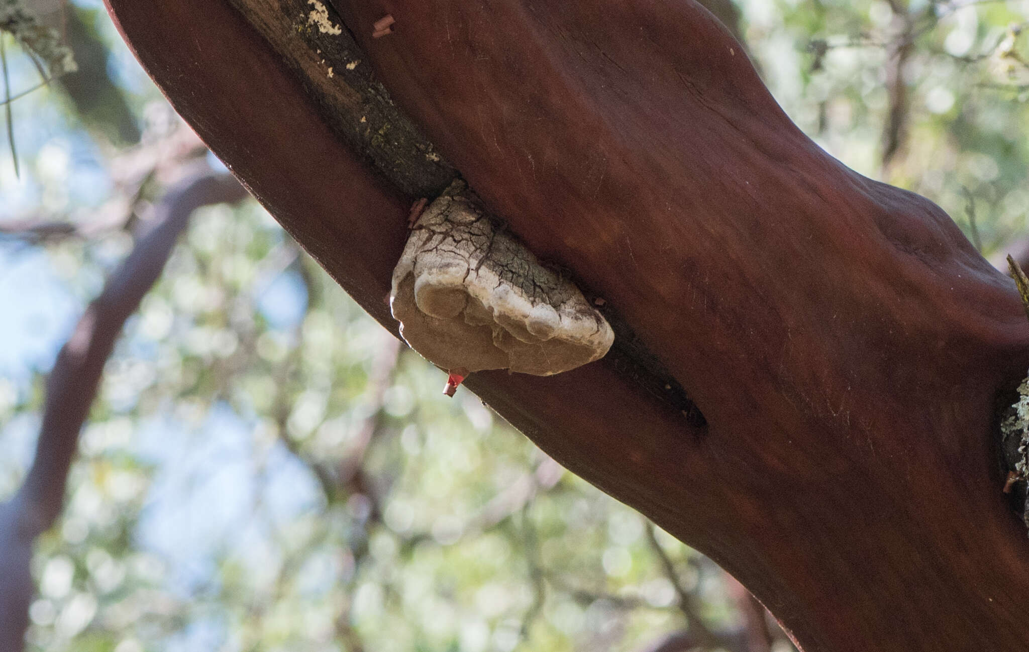 Imagem de Fomes arctostaphyli Long 1917