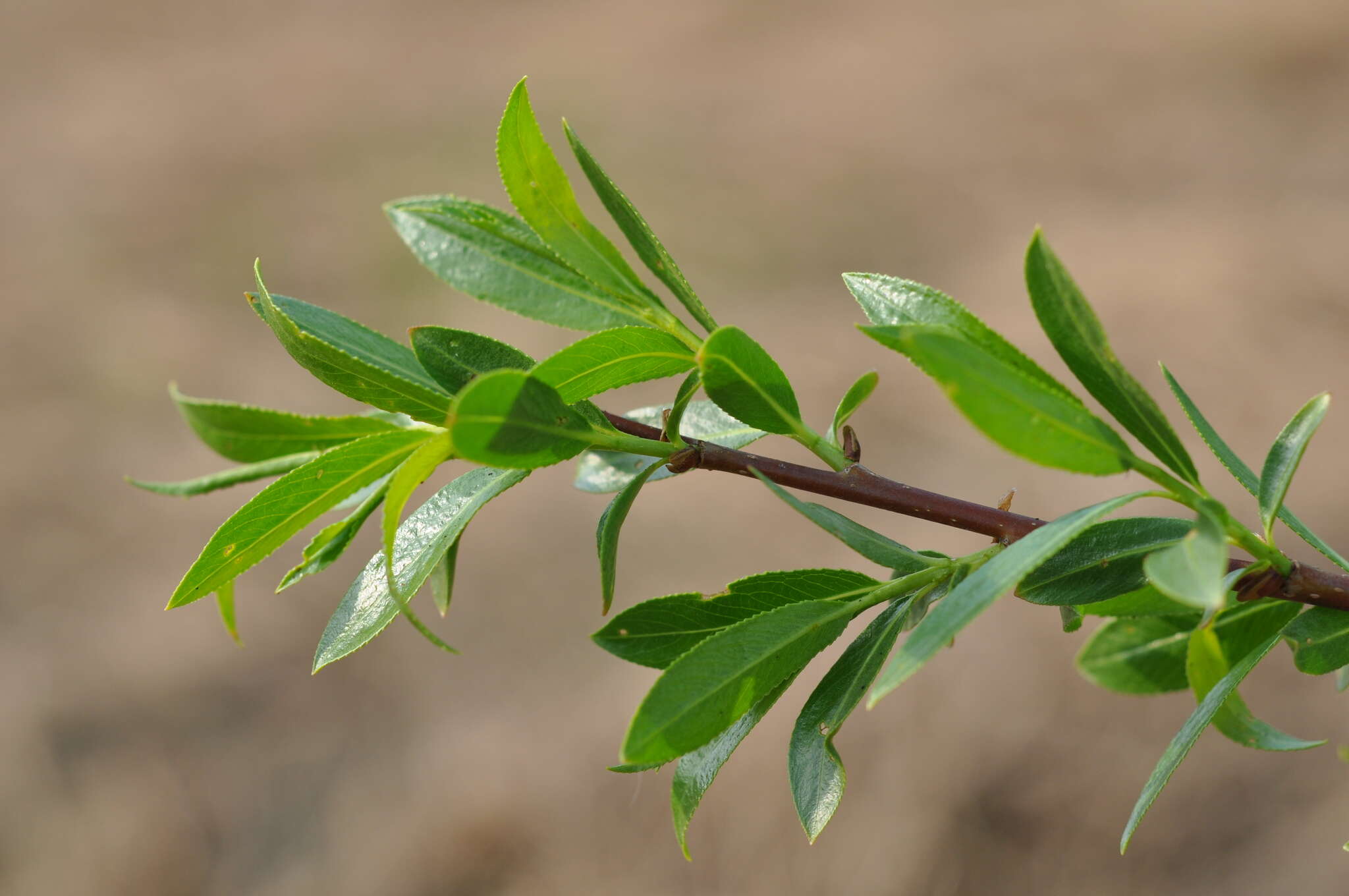 Salix myrsinifolia Salisb.的圖片