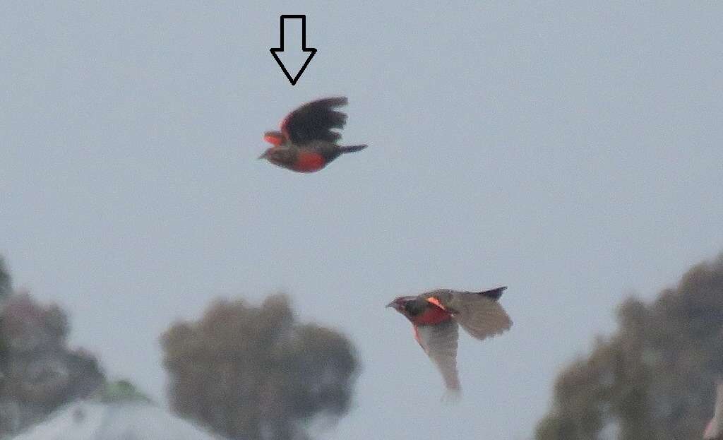 Image of Pampas Meadowlark