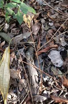 Image of parasitic ghostplant