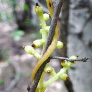 Image of tall dodder