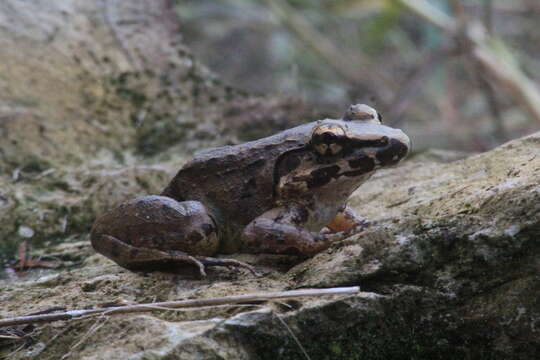 Image of Lesser Swamp Frog