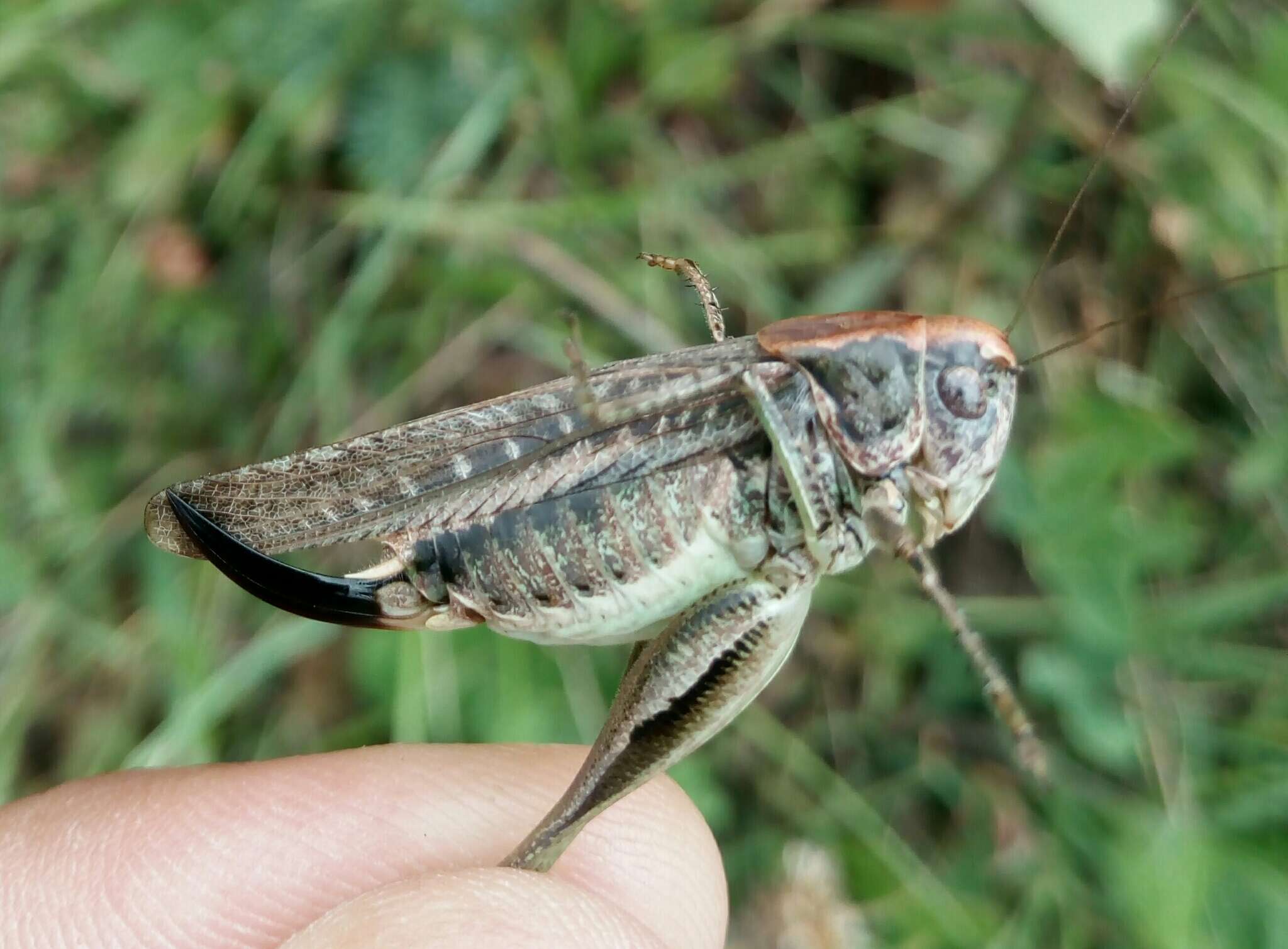 Image of Gray locust