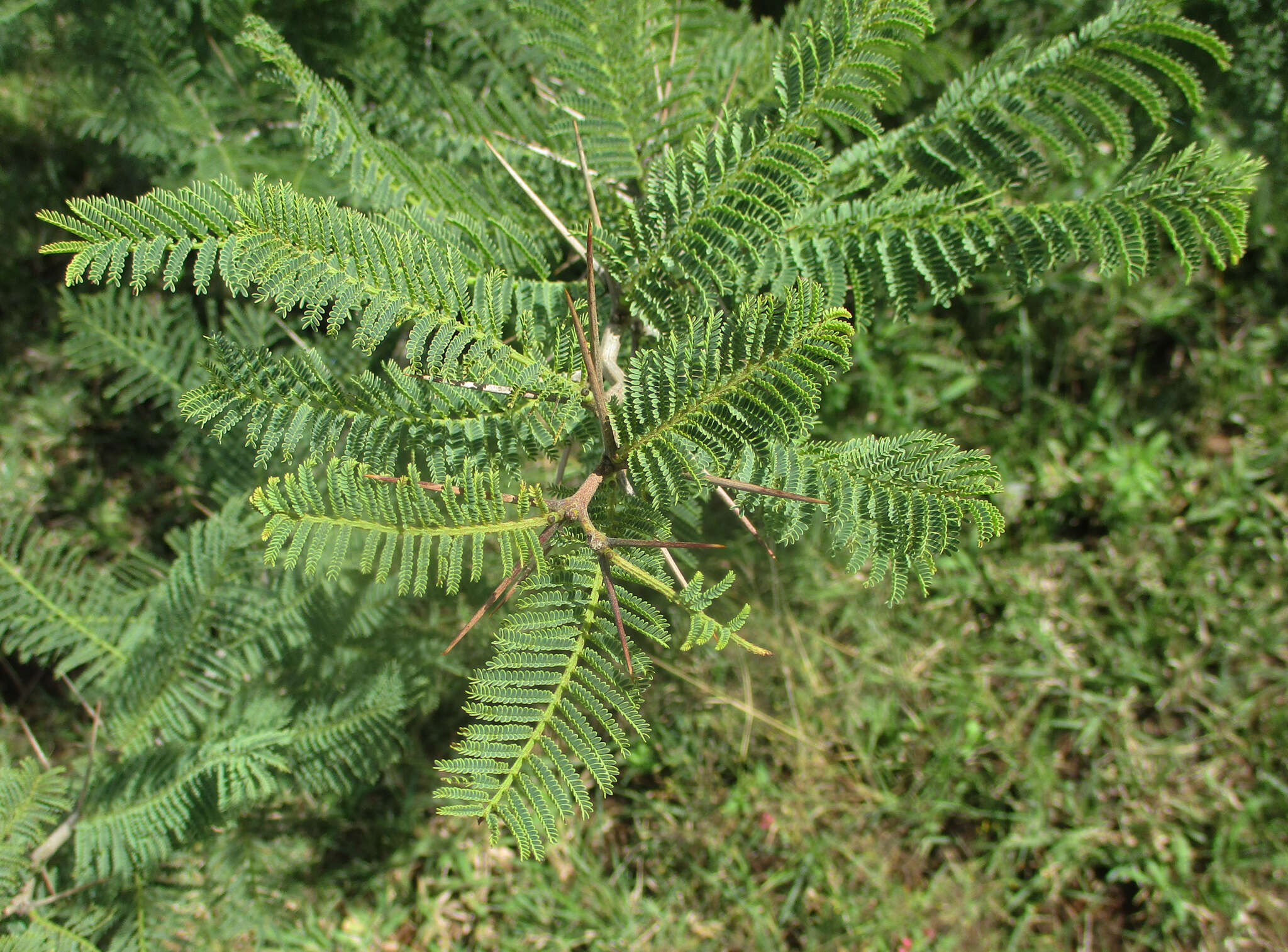 Слика од Vachellia arenaria (Schinz) Kyal. & Boatwr.