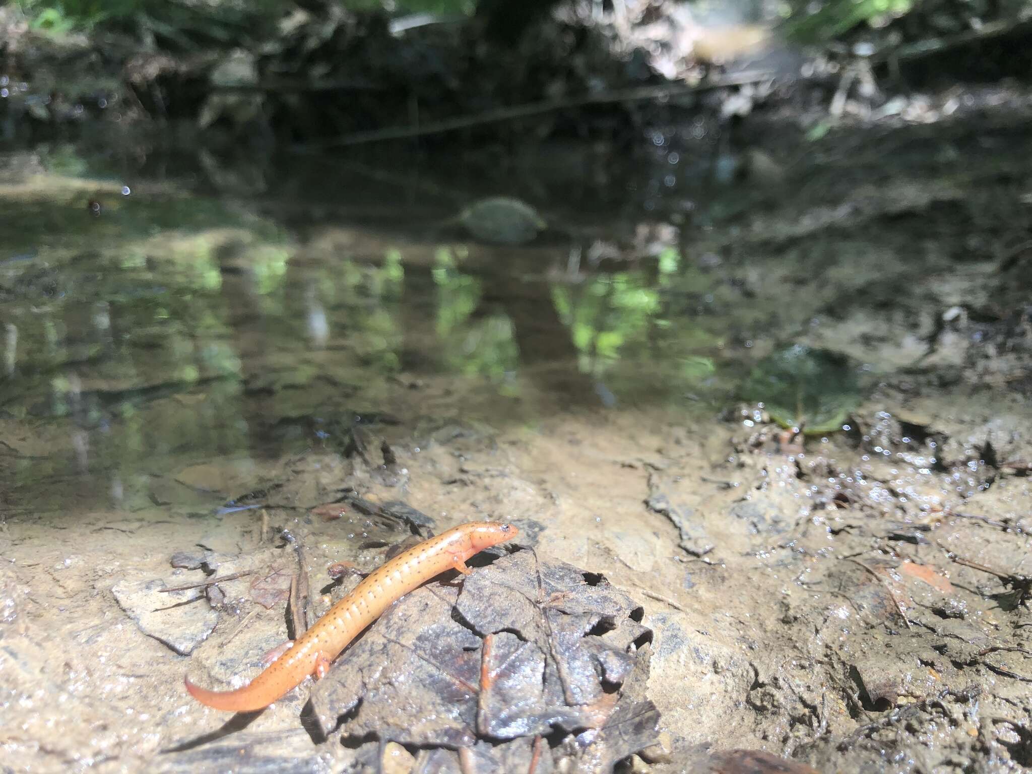 Image of Eastern Mud Salamander