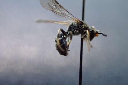 Image of Basal Masked Bee