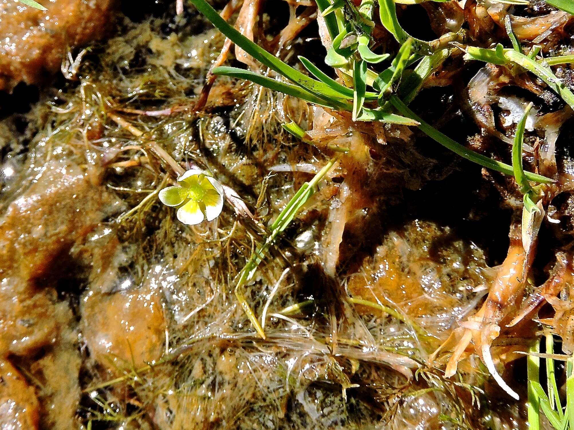 Image of Panarctic Water-Crowfoot