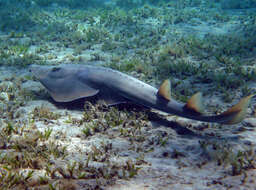 Image of Halavi Guitarfish