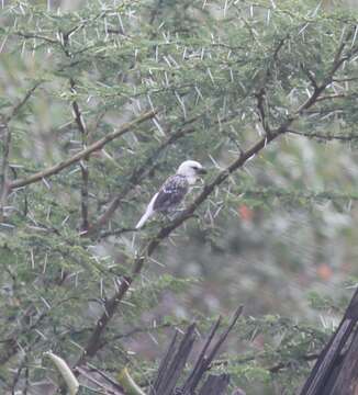 Image of White-headed Barbet