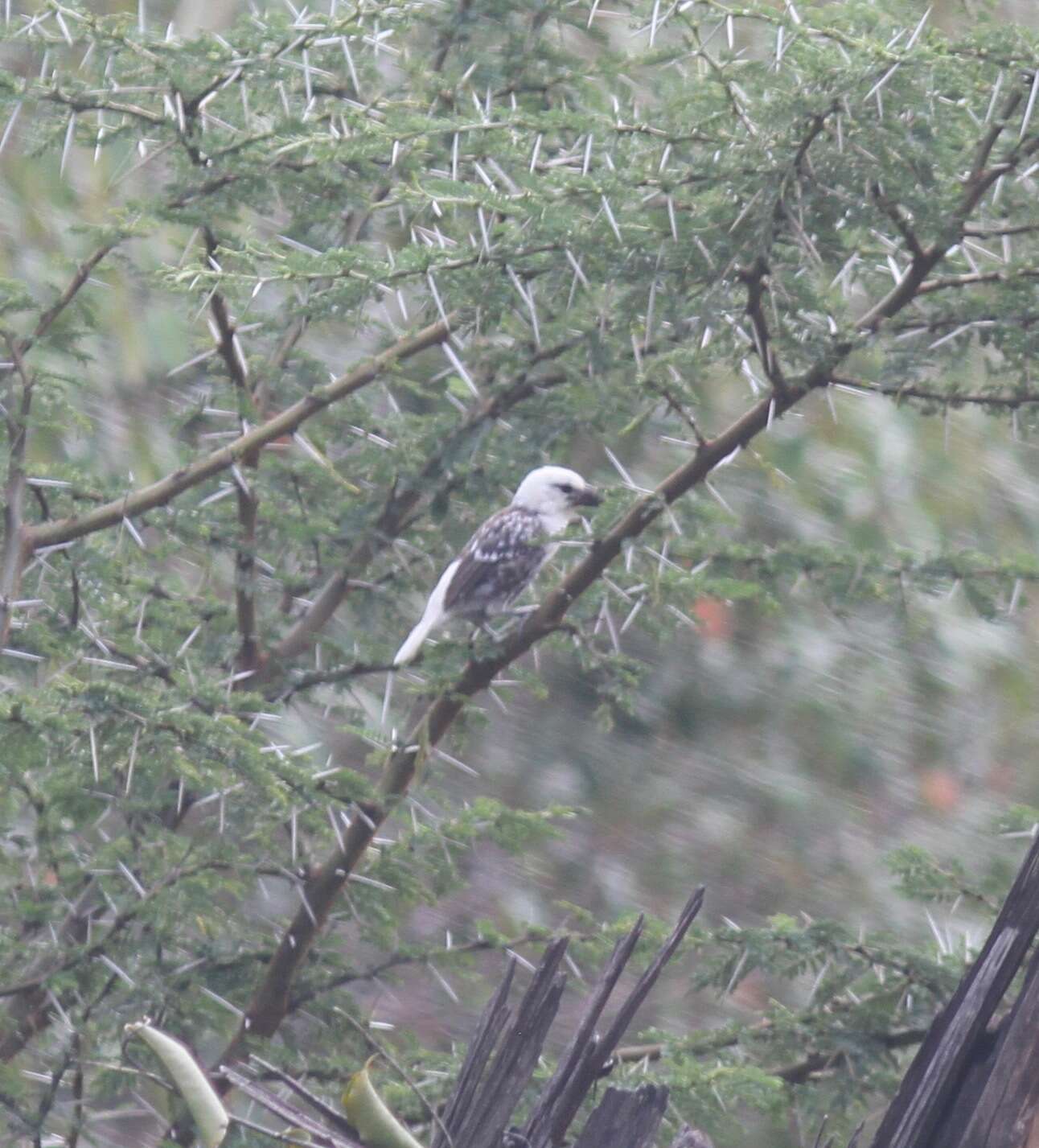 Image of White-headed Barbet