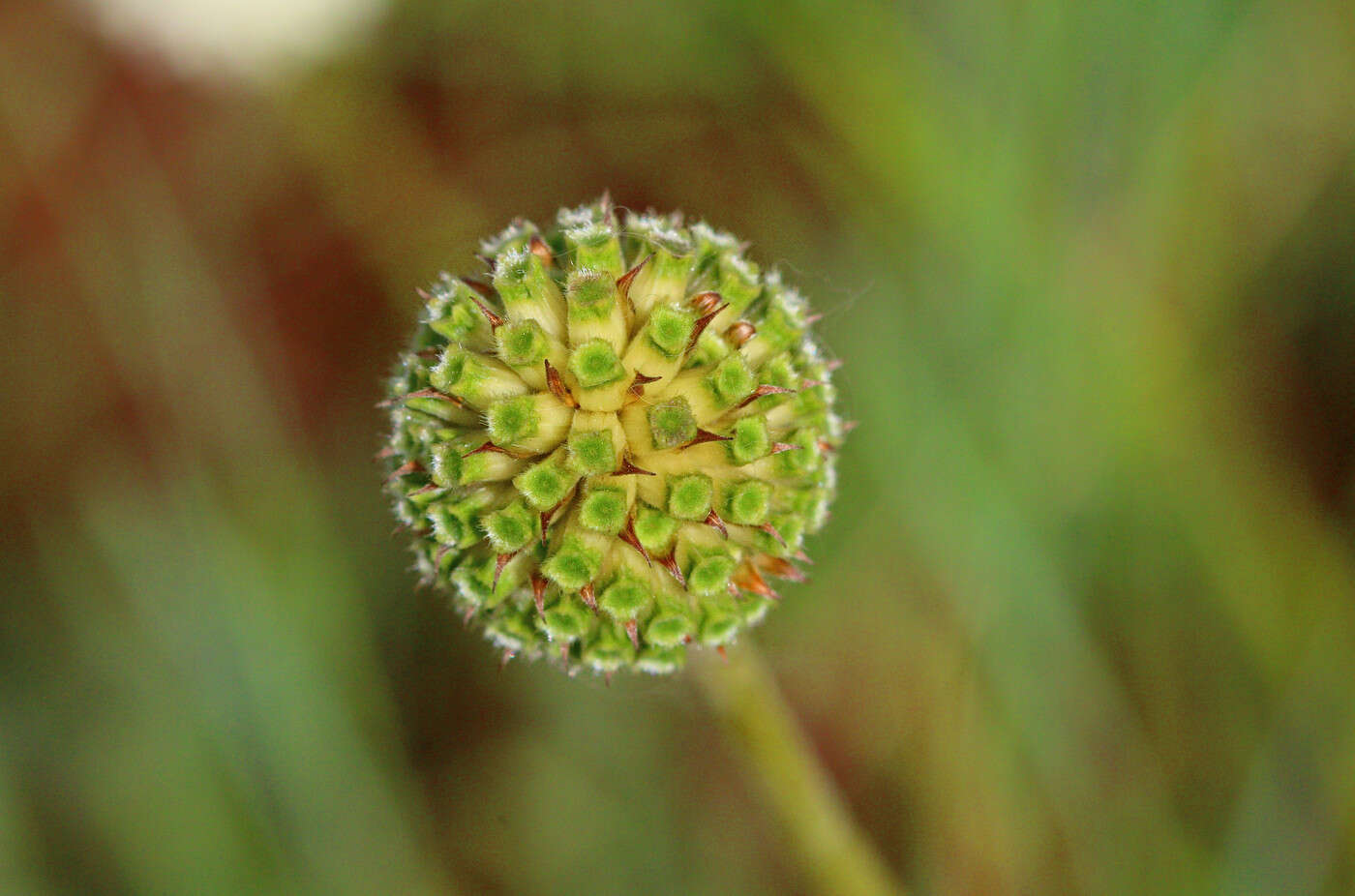 Image of Mock scabious