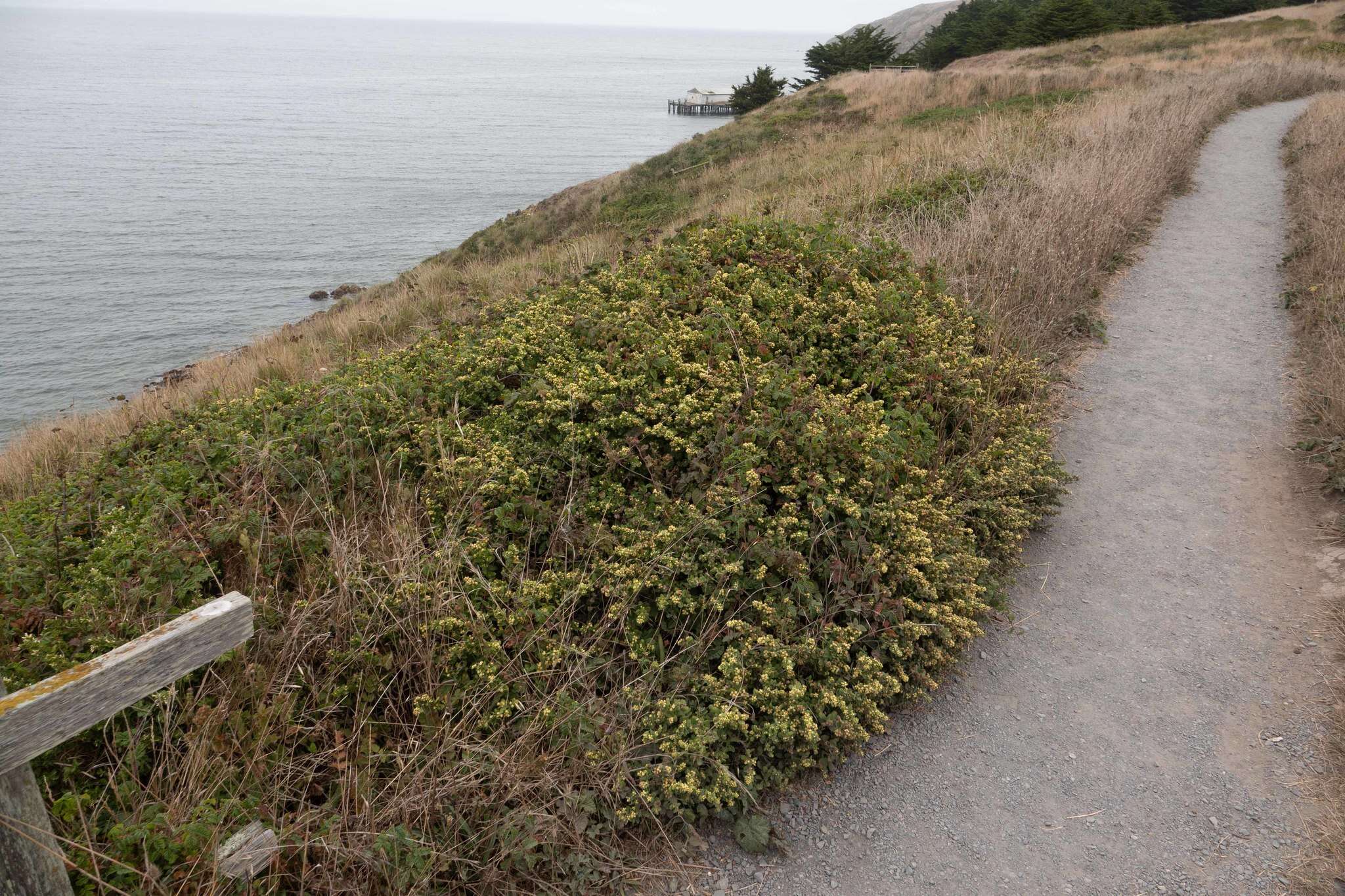 Image of Baccharis pilularis subsp. pilularis