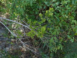 Image of maidenberry