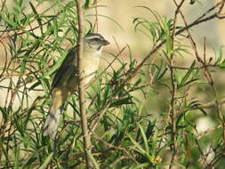 Imagem de Saltator similis d'Orbigny & Lafresnaye 1837