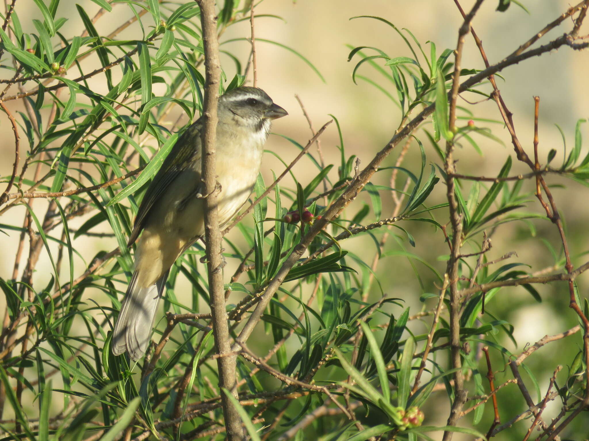 Imagem de Saltator similis d'Orbigny & Lafresnaye 1837