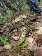 Image of Agave verhoekiae (García-Mend.) Thiede