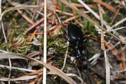 Image of Scaphinotus (Neocychrus) angulatus (T. W. Harris 1839)