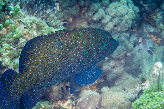 Image of Argus Grouper