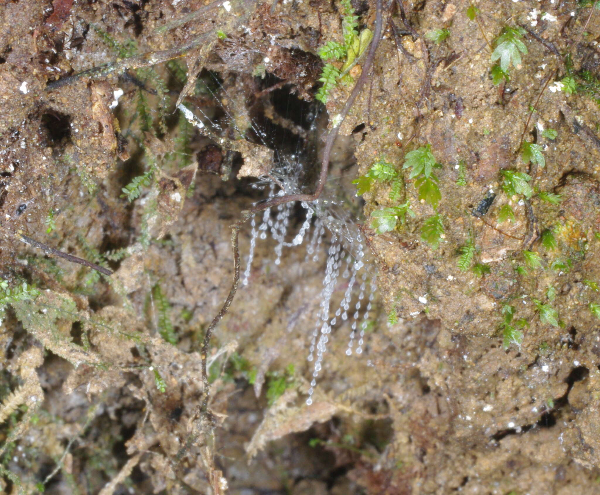 Image of Arachnocampa (Campara) otwayensis Baker 2010