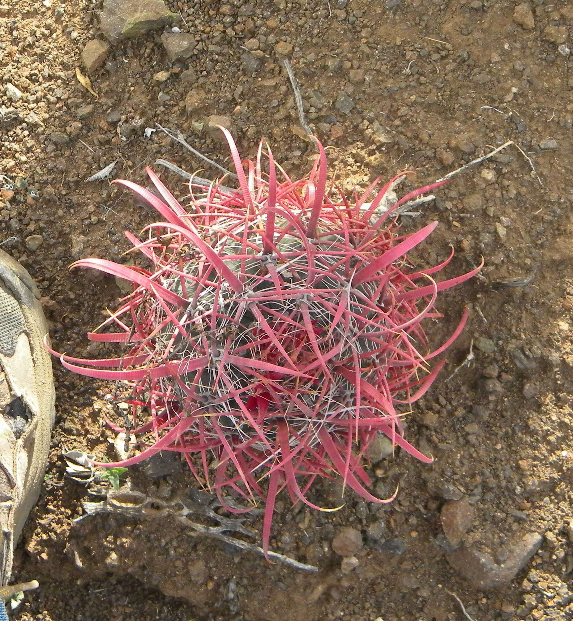 Image of Ferocactus gracilis subsp. gracilis