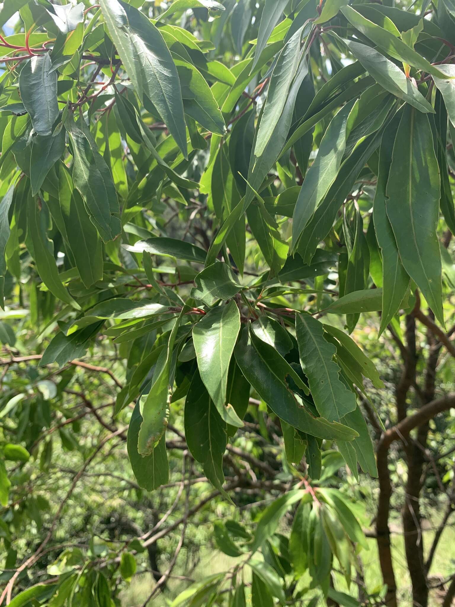 Image of Transvaal beech