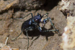 Image of Cicindela (Cicindelidia) amargosae Dahl 1939