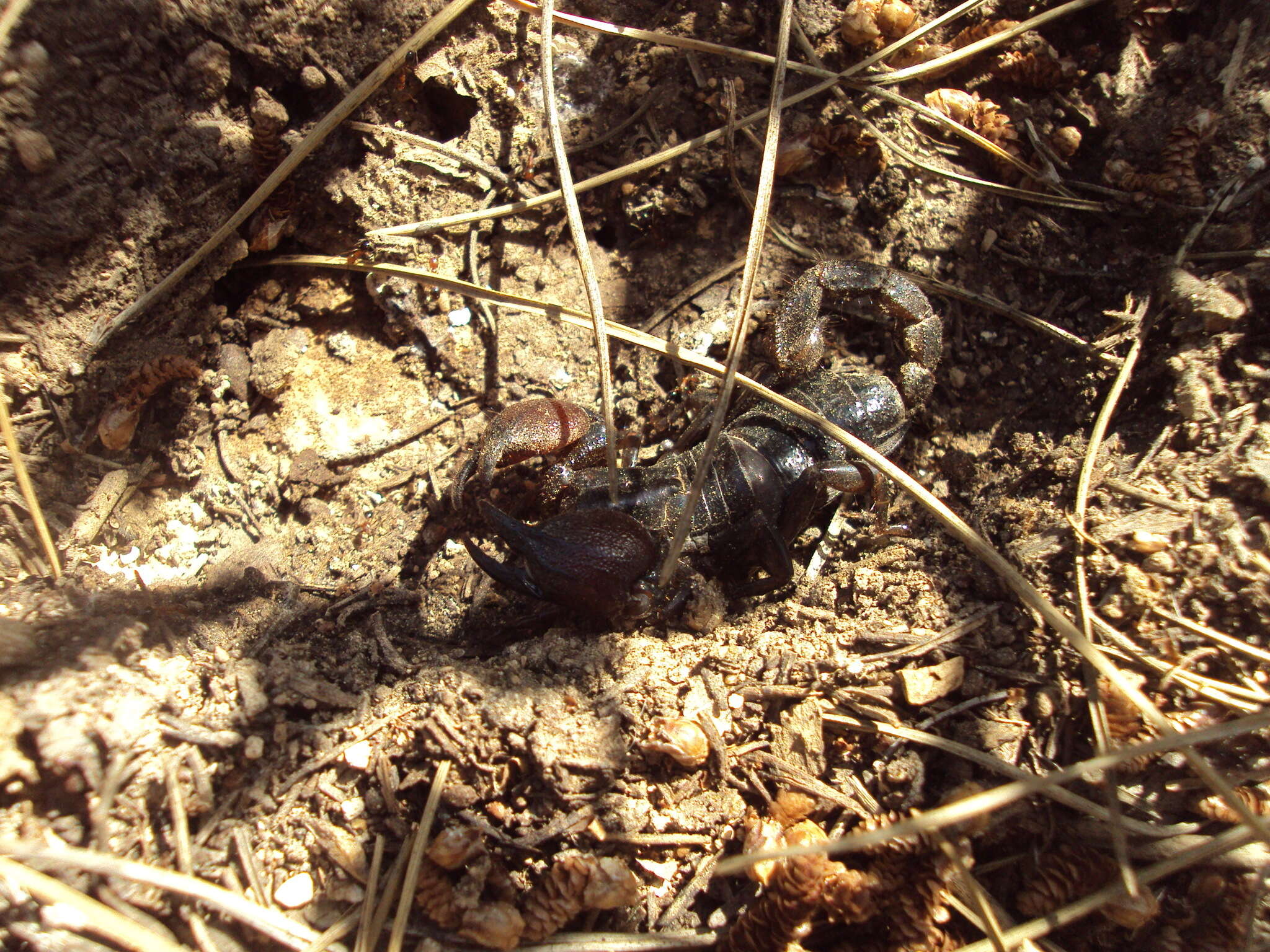 Image of Scorpio fuscus (Ehrenberg 1829)