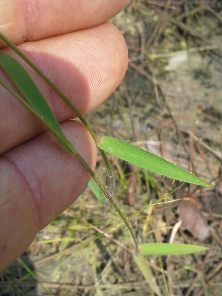 Image of Rough Rosette Grass