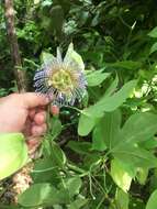 Image of Passiflora platyloba Killip