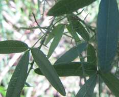 Imagem de Glycine microphylla Tindale