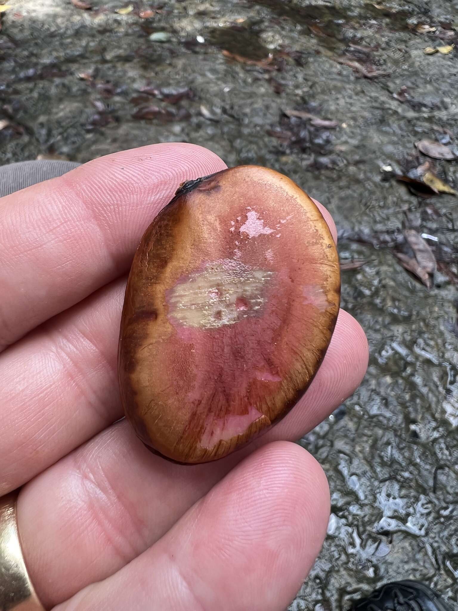 Image of Eperua glabriflora (Ducke) Cowan