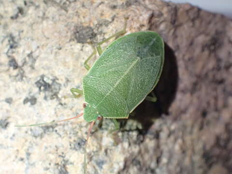 Image of Chlorocoris (Monochrocerus) hebetatus Distant 1890