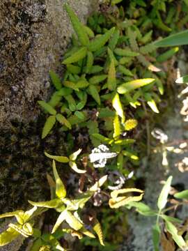 Image of Doryopteris triphylla (Lam.) Christ