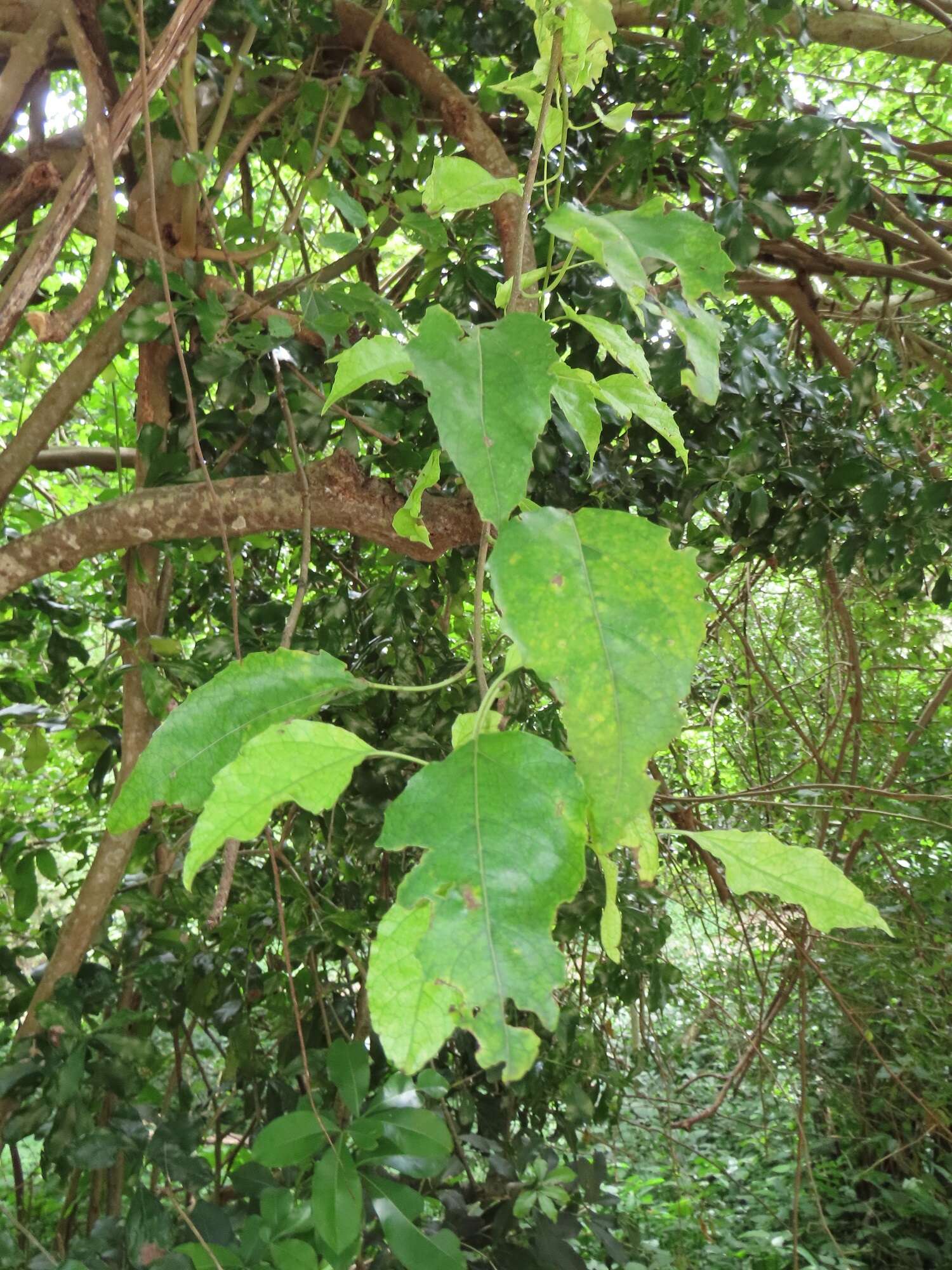 Cordia caffra Sond. resmi