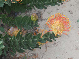 Image of Silveredge Pincushion